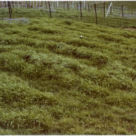 Wide view of prairie grass on Rawhiti Station