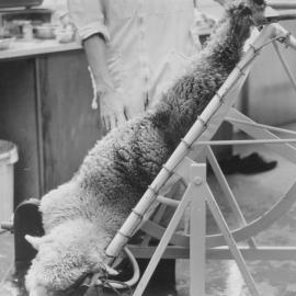 Operating table (Sheep). 2. Anaesthetised sheep