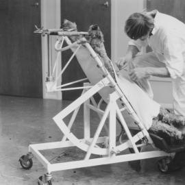 Operating table (Sheep). 3. Jock Allison performing surgery on a sheep