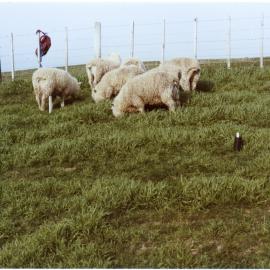 Sheep grazing on prairie grass on Rawhiti Station