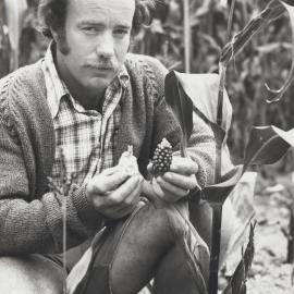 Dr H.A. Eagles with maize strains