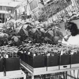 Ann Jackson examining soybean flower and pod development