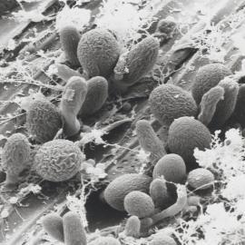 Fungi from sheep's stomach