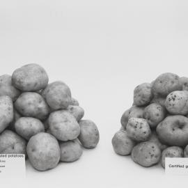 Pathogen tested potatoes