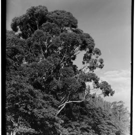 Gum tree, Ruakura