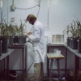Maize plants from earthworm experiment