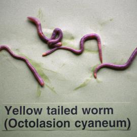 Earthworms. 1. Yellow tailed worm