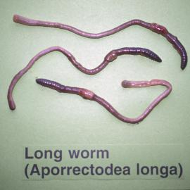 Earthworms. 2. Blackhead worm
