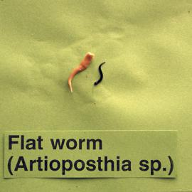 Earthworms. 3. Flat worm