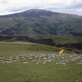 Earthworm root experiment. 2. View of the field