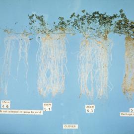 Root measurements: 1. Differences in root growth
