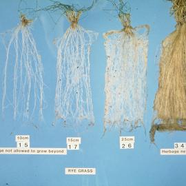 Root measurements: 2. Displayed differences