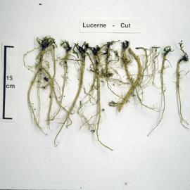 Root measurements: 3. Lucerne