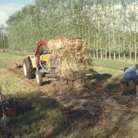 Applying compost. 2. Spreading compost with pitchforks