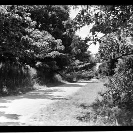 Poultry Drive, Ruakura