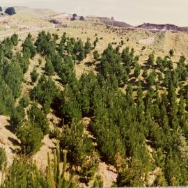 Forestry stock use - Pine