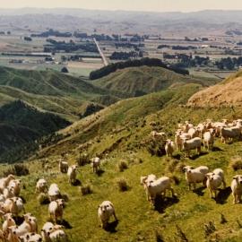 Sheep rotational grazing - 1 of 3
