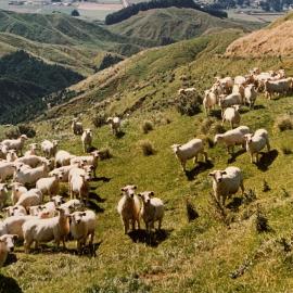 Sheep rotational grazing - 2 of 3