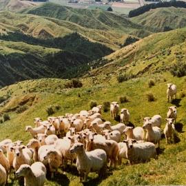 Sheep rotational grazing - 3 of 3