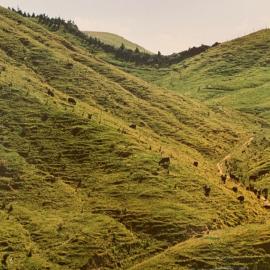 Beef rotational grazing at Ballantrae - 1 of 3