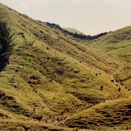 Beef rotational grazing at Ballantrae - 2 of 3