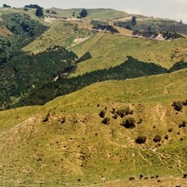 Beef rotational grazing at Ballantrae - 3 of 3