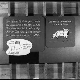 Measuring a cow's output of dung