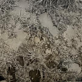 Pasture treading effects - 1 of 9