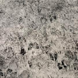 Pasture treading effects - 2 of 9