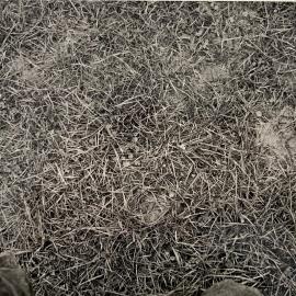 Pasture treading effects - 3 of 9