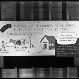 Measuring total dung output of a free grazing cow