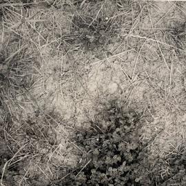 Pasture treading effects - 5 of 9