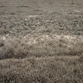 Pasture treading effects - 6 of 9