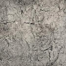 Pasture treading effects - 7 of 9