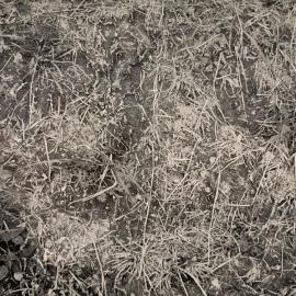 Pasture treading effects - 8 of 9