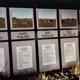 Display boards - Grasses - 1 of 3