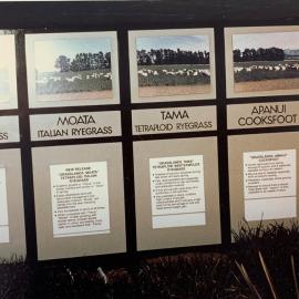 Display boards - Grasses - 2 of 3