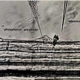 Phosphorus electrode probe