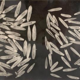 Perennial Ryegrass seed