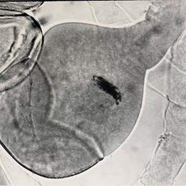 Irradiated N. langsdorffii polen