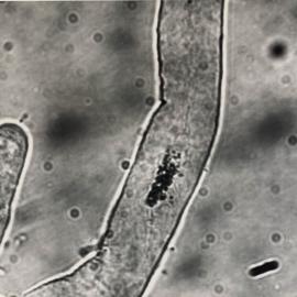 Irradiated N. alata pollen