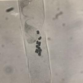 Non-irradiated N. alata pollen