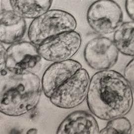 Division of Trifolium arvense