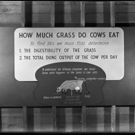 How much grass do cows eat?
