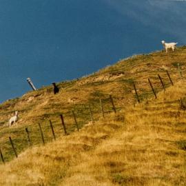 Goats used in gorse control