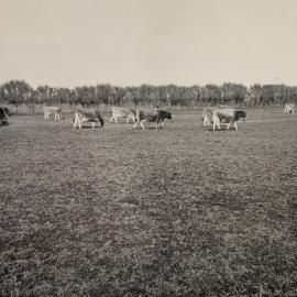 Cattle - holding paddock