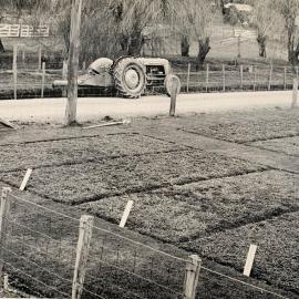 Lotus uliginosus plots