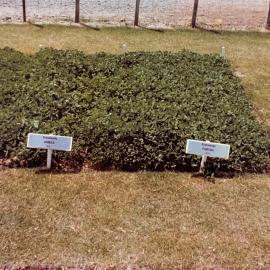 Hamua - Pawera comparison