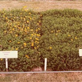 Lotus - Maku - Marshfield comparison