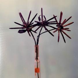 Lotus - close-up of seed heads - 1 of 2